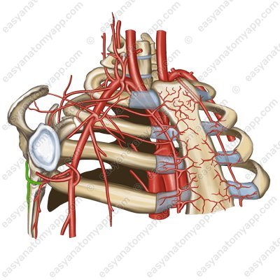 Артерия, огибающая лопатку (arteria circumflexa scapulae)